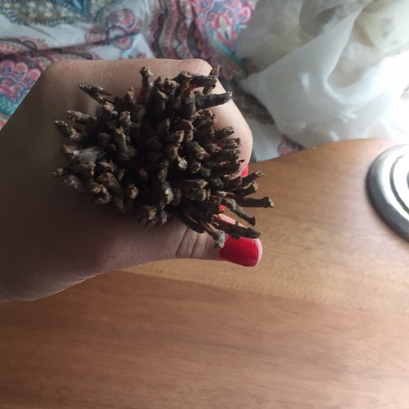 Long leaf pine needles straight from GA - Picture 2 of 3